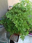échange plants