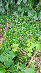 Plants de Laurier pour haie