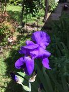 iris