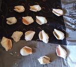 Coquillages