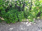Menthe