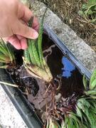 bouture plante grasse