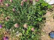 fleur de ciboulette