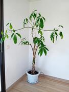 Plante Pachira 1,70m