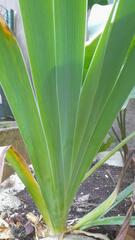 BOUTURE D'IRIS