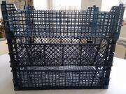 3 cagettes à champignon