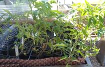 Plants de tomates Lot2