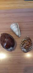coquillages