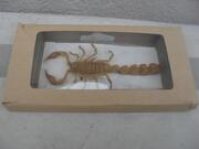 Scorpion de collection