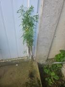 Estragon plant aromatique