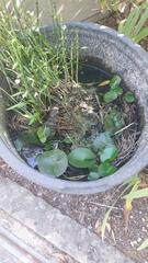 Plantes aquatiques