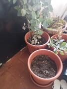 4 pots