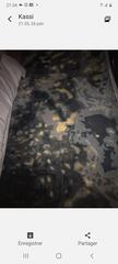 tapis