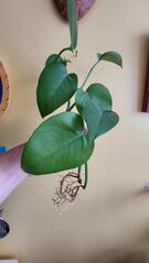 plante verte