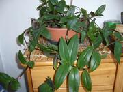 5-6 plants de misère (pas la plante)