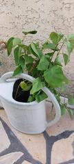 Boutures de lilas blanc