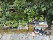 Arbres et plantes en pots