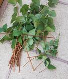 branches seringat pour boutures