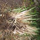 Pieds Herbe de la pampa