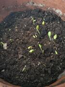 pousses de courges divers