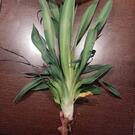 pousse yucca