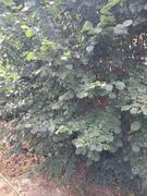 branches de noisettier