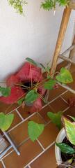 plante