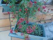 Plantes d'extérieur