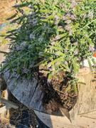 Menthe fraîche