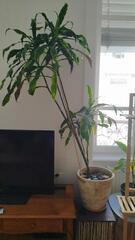 Plante Dracaena