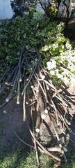 bois de chauffage