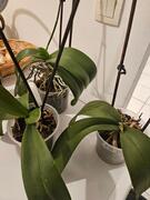 4 orchidées à sauver