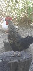 donne coq âge 1 an