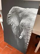 Cadre photo demi éléphant