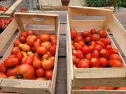 tomates bio sous serre