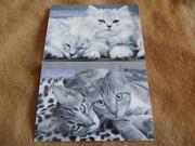 Cartes postales chats