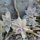 ECHANGE de plante