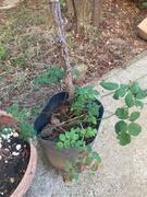 rosier en pot