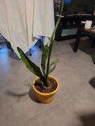 Sansevieria
