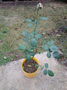 Rosier 1