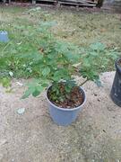 Rosier 4