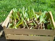 Plants d'iris