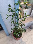 Plants de piments thailandais