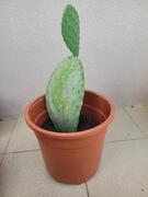 Bouture de cactus raquette