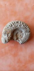 Fossile