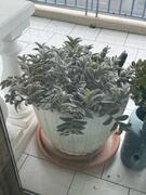plante grasse et son pot