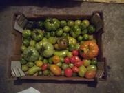 Tomates vertes