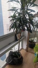 plante dracaena
