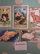 joli lot CHAT/PANDA MONGOLIE