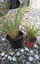 plants de stipa